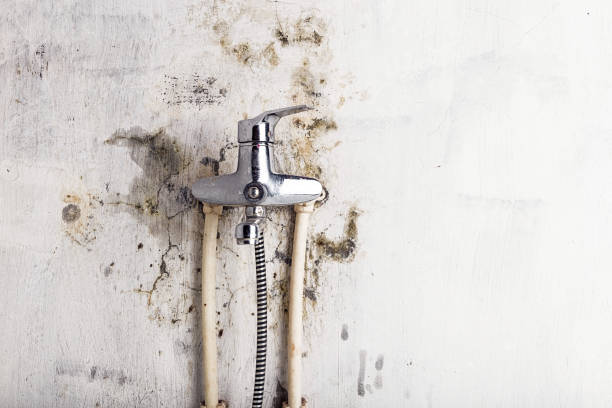 Best Emergency Mold Remediation in High Rolls, NM