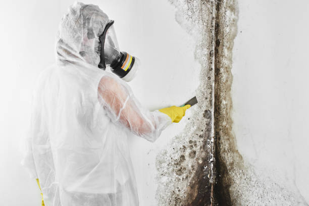 Best Commercial Mold Remediation in High Rolls, NM
