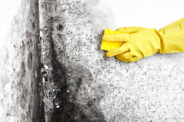 Best Residential Mold Remediation in High Rolls, NM