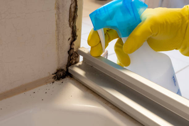 Best Mold Testing and Inspection Services in High Rolls, NM