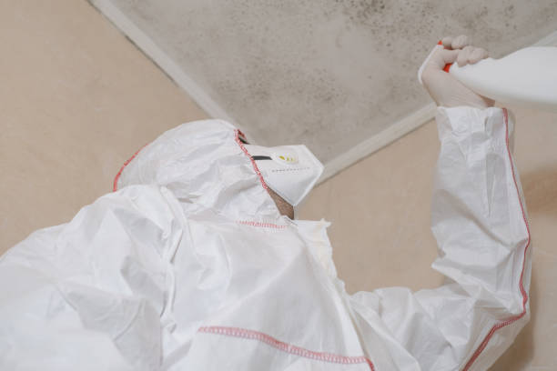 Best Attic Mold Remediation in High Rolls, NM