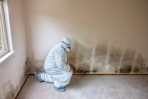 Best Industrial Mold Remediation in High Rolls, NM