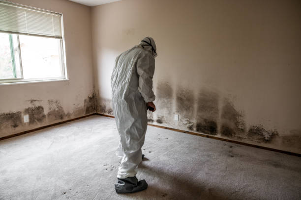 Best White Mold Remediation in High Rolls, NM